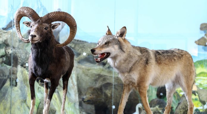 ОСОРХОНАИ ЗООЛОГИИ ФАКУЛТЕТИ БИОЛОГИЯИ ДМТ