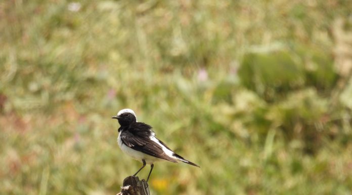 Маҳфили “Зеҳн”